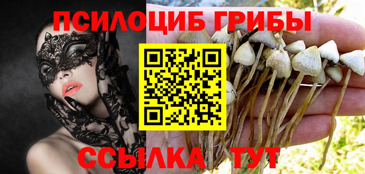Псилоцибиновые грибы Psilocybe Калининград